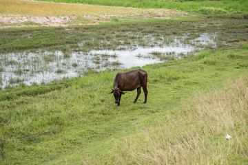 Cow eating grass