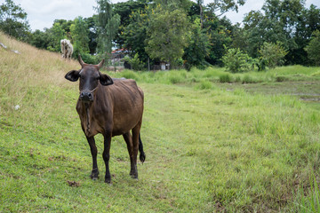 Cow eating grass