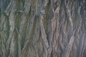 bark