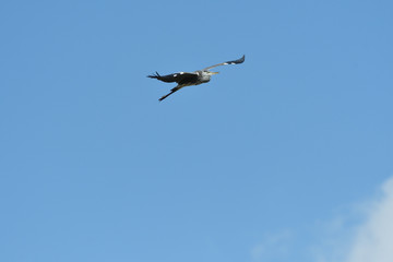 Heron isolated flying on the blue heaven 