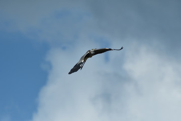 Heron isolated flying on the blue heaven 