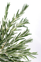 Fototapeta premium Fresh garden rosemary plants isolated on white background