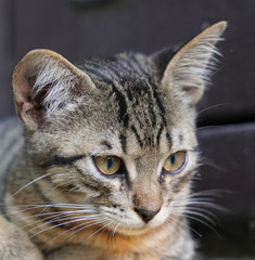 Curious cute little tabby kitten