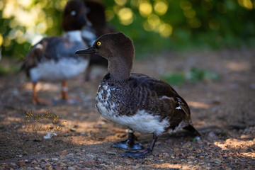 Duck in the park (Common golden eye) with bokeh