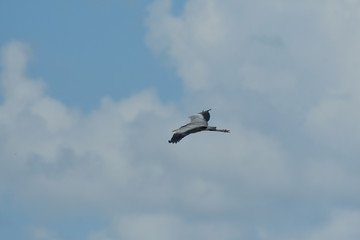 Heron isolated flying on the blue heaven 