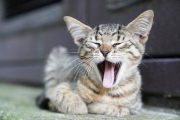 Curious cute little tabby kitten smiling, yawning