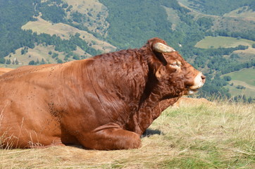 Taureau de race Salers dans les volcans d'Auvergne, France