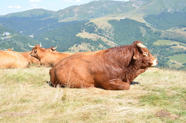 Taureau de race Salers dans les volcans d'Auvergne, France