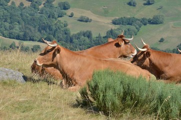 Vache de race Salers, Cantal, France