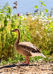 Duck near a lake