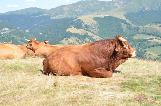 Taureau de race Salers dans les volcans d'Auvergne, France