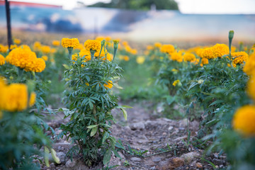 Obraz premium Marigold in the garden of Thailand, Yellow flower.