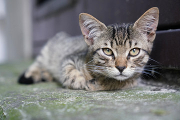 Curious cute little tabby kitten