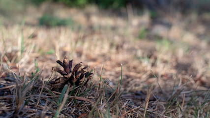 Pine cone on a yellow grass.