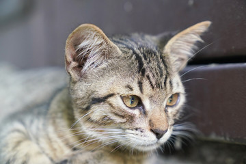 Curious cute little tabby kitten