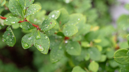 Water drops on leafs after the rain.