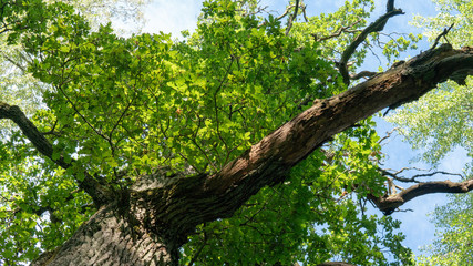 Oak treetop in summer.