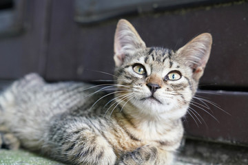 Little cute tabby kitten looking up