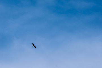 Naklejka na ściany i meble against a blue sky a single bird of prey flies
