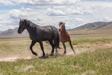 Wild horses Fighting