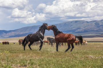 Wild horses Fighting