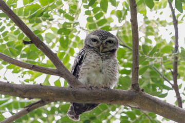 Spotted Owlets (Athene brama) resting on branch looking at the camera.