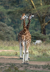 Giraffe