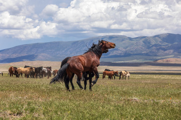 Obraz na płótnie Canvas Wild horses Fighting