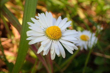 Close up of a daisy.