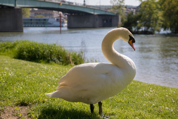 Cygne