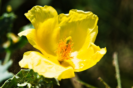 yellow horn poppy, glaucium flavum