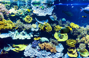 Fototapeta na wymiar Colorful tropical underwater world