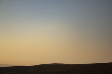 Fototapeta na wymiar camels at sunset in arad