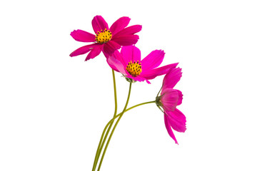 red cosmos flowers isolated