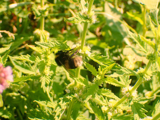 Bee in stinging nettles.