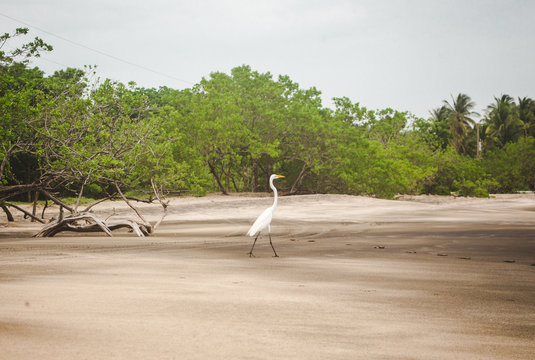 Wild white egret walks along the empty beach of Playa Potrero, Guanacaste Costa Rica
