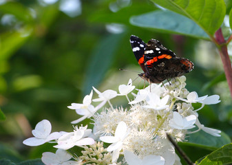 admiral - Vanessa atalanta, butterfly on white flowers, on green background, copy space