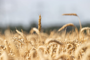 Fototapeta premium Fields around Bishops Stortford