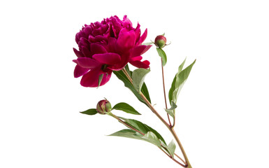 peony flower isolated