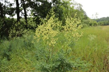 Green grass growing in the meadow
