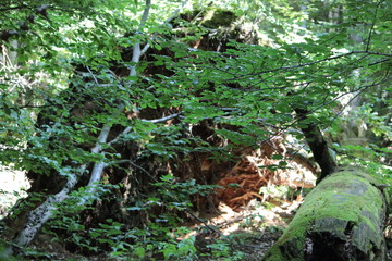 Views of an old german forest