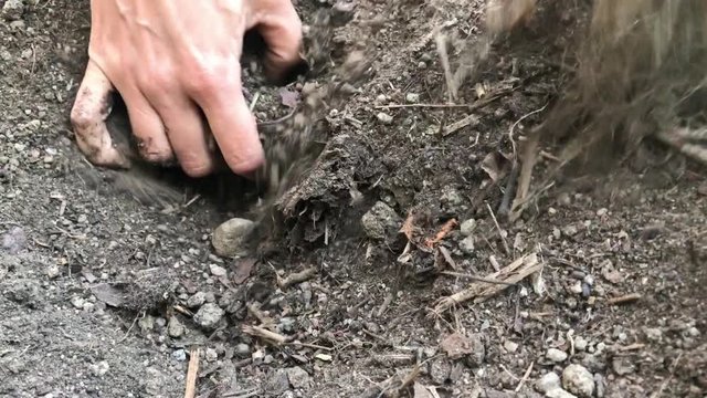 Harvesting potatoes. Digging potatoes from soil with hands. 
