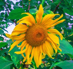 Naklejka premium sunflower, pinsk, brest region