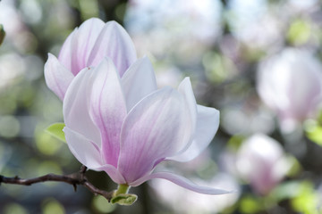 Magnolia 4