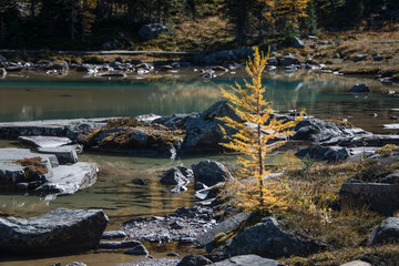 Golden Larch Tree at Lake O'Hara in Fall, Yoho National Park