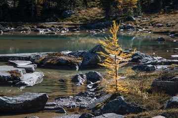 Fototapeta na wymiar Golden Larch Tree at Lake O'Hara in Fall, Yoho National Park