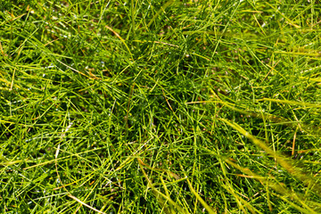 Green Festuca Gautieri (Scoparia Teddybear) decorative grass, close up.