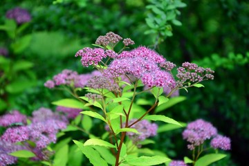 Blooming spirea japanese Golden princesses in the garden close-up.