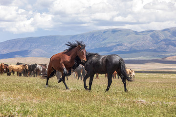 Wild Horse Stallions Fighting