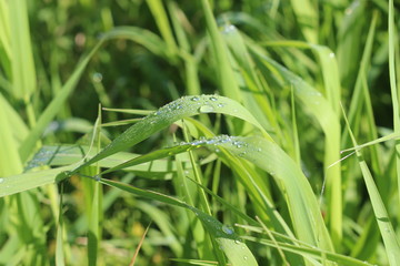 Grass in drops of dew